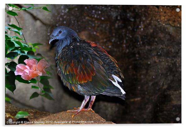 Nicobar Pigeon Acrylic by Elaine Manley