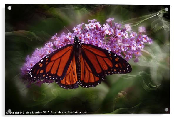  Beautiful Monarch Butterfly Acrylic by Elaine Manley