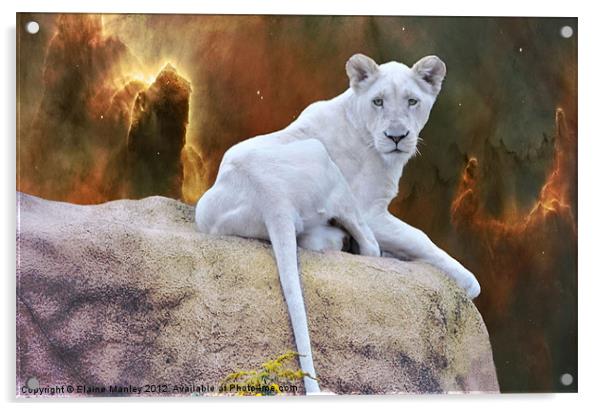 Rare White Lion      Animal Acrylic by Elaine Manley