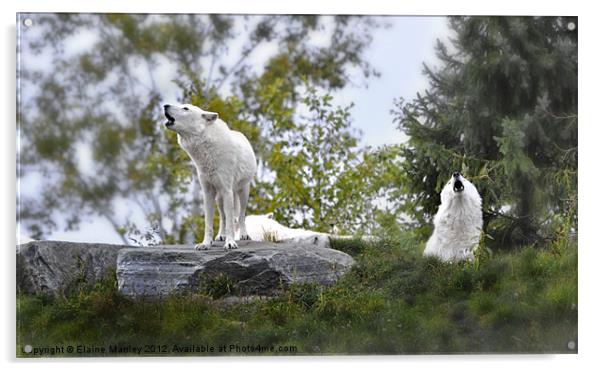 Howling  White Wolves Acrylic by Elaine Manley