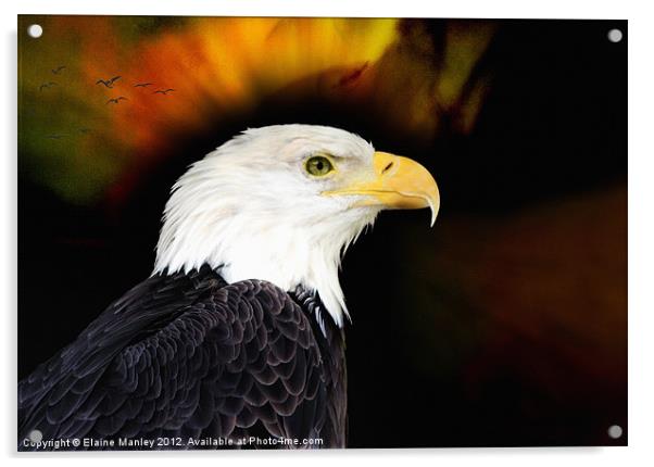 Eagle Acrylic by Elaine Manley