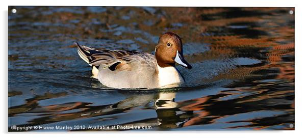 Northern Pintail Duck Acrylic by Elaine Manley