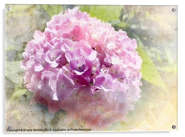 Hydrangea Acrylic by Elaine Manley