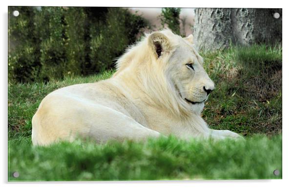  Beautiful White Lion Male     Animal Acrylic by Elaine Manley