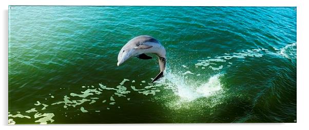 Jumping Dolphin Acrylic by Elaine Manley