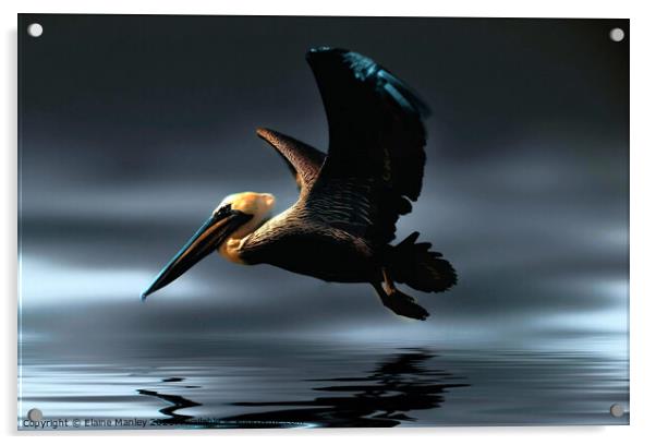 Pelican Acrylic by Elaine Manley
