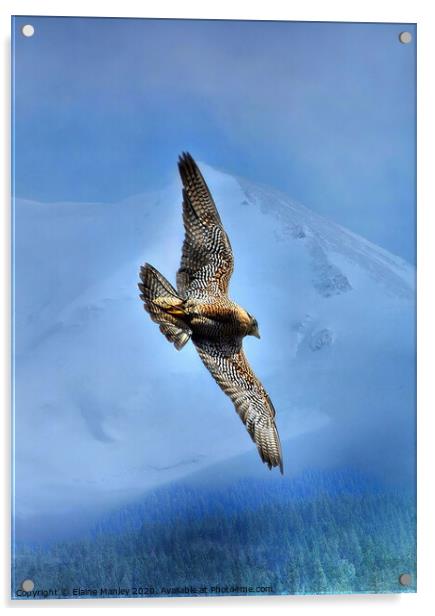 Peregrin Falcon... Soar over the mountains and tre Acrylic by Elaine Manley