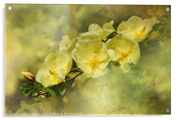Yellow Roses Acrylic by Elaine Manley