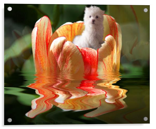 Flower Boat Ride Acrylic by Elaine Manley