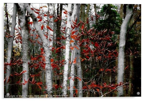 White Birch Trees Acrylic by Elaine Manley