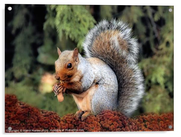 Cute Squirrel Acrylic by Elaine Manley