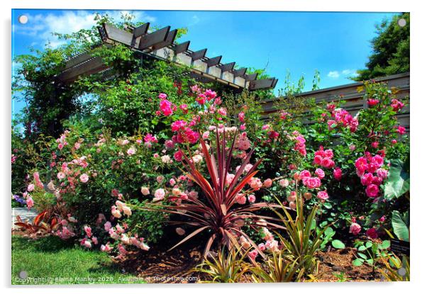 The Rose Garden  flowers  Acrylic by Elaine Manley