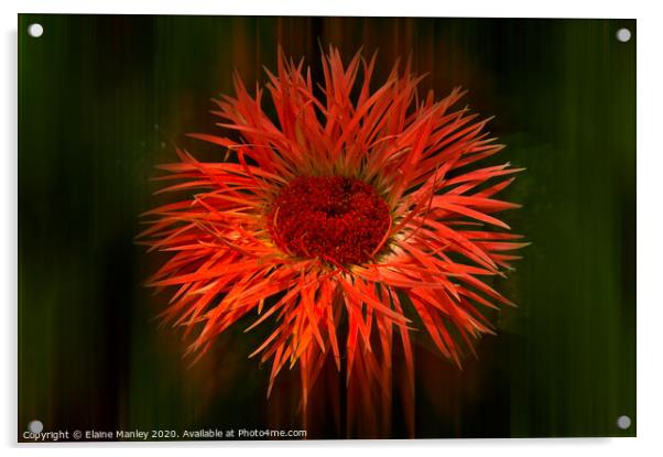 Spikey Flower ..  Radiance Acrylic by Elaine Manley