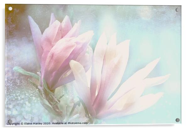  Spring Magnolia Petals Acrylic by Elaine Manley