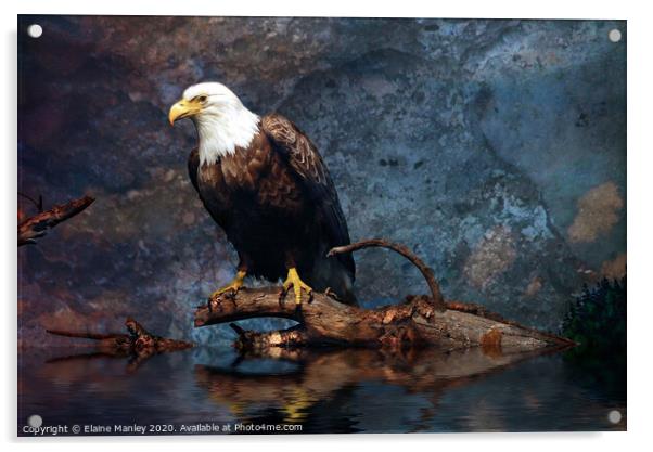Bald Eagle Acrylic by Elaine Manley