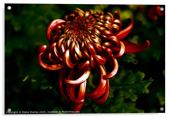 Deep Red Chrysanthemum     flower Acrylic by Elaine Manley