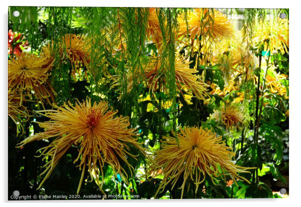 Chrysanthemum Garden ..Spider Blooms  Acrylic by Elaine Manley