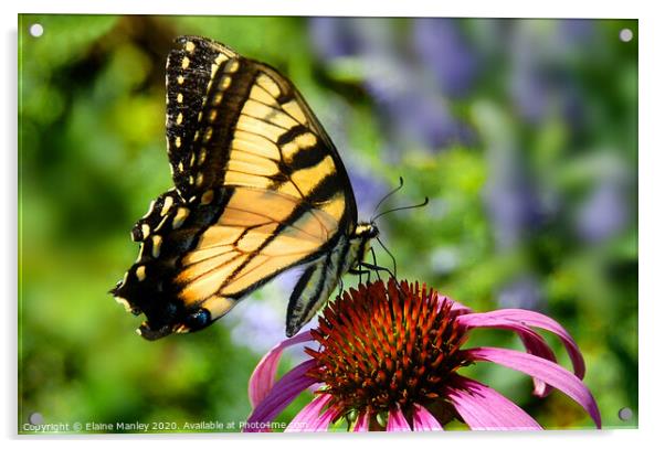 Tiger Swallowtail Butterfly Acrylic by Elaine Manley