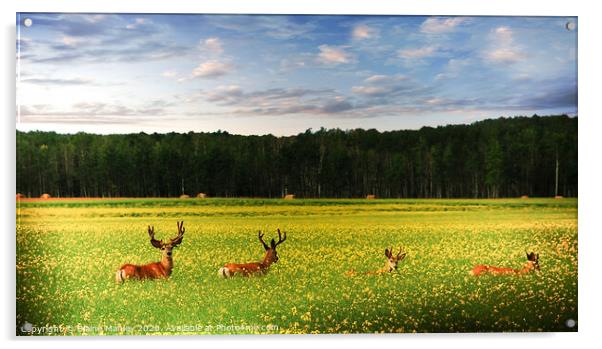 Deer in Canola Field Acrylic by Elaine Manley