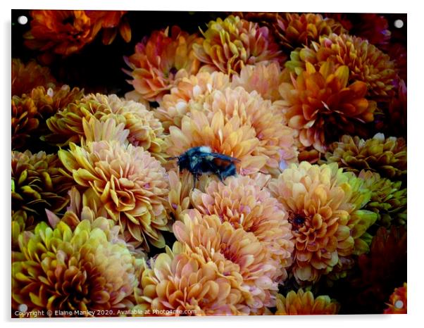 Bee in the Chrysanthemum flowers  Acrylic by Elaine Manley