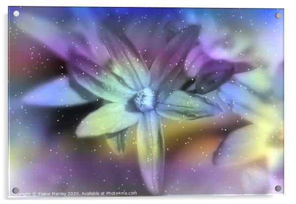  Winter Star Flower Acrylic by Elaine Manley