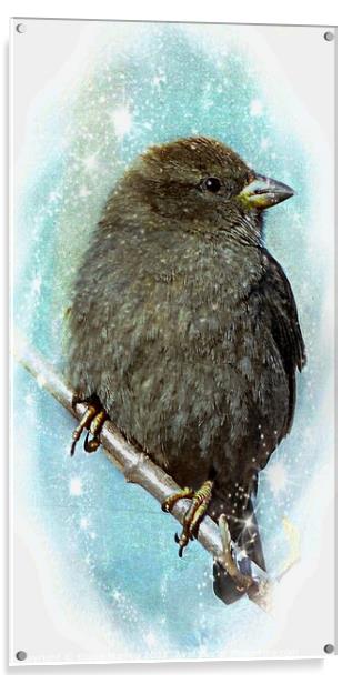 Little Sparrow in Winter Acrylic by Elaine Manley