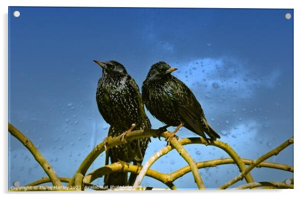 Starlings Acrylic by Elaine Manley