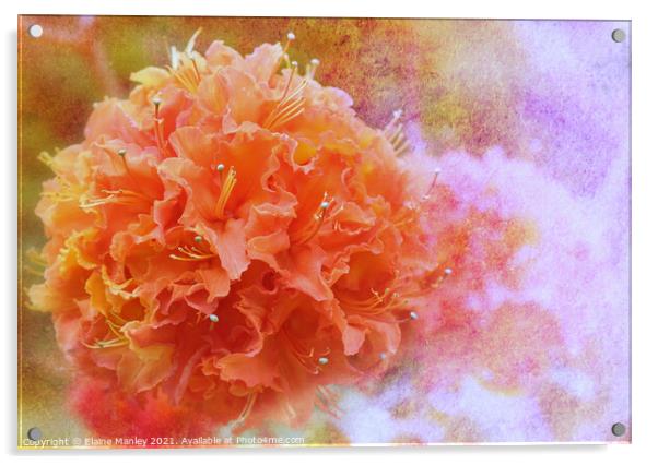  Orange Azalea   Acrylic by Elaine Manley