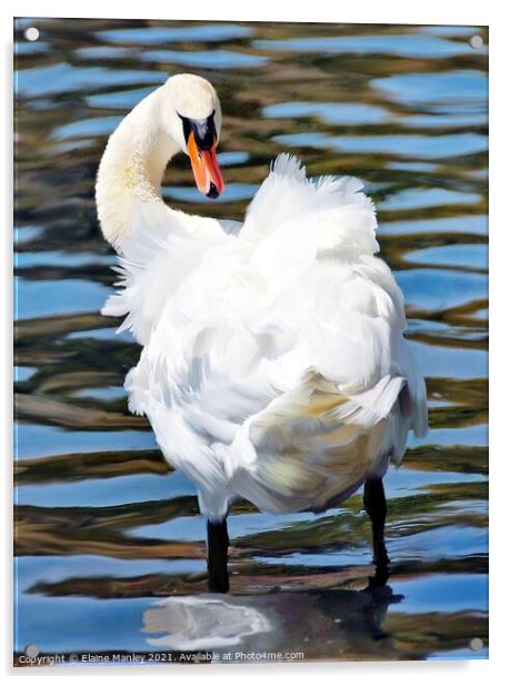 Fluffy Swan  Acrylic by Elaine Manley