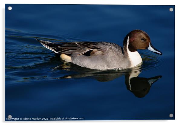 Northern Pintail duck Acrylic by Elaine Manley