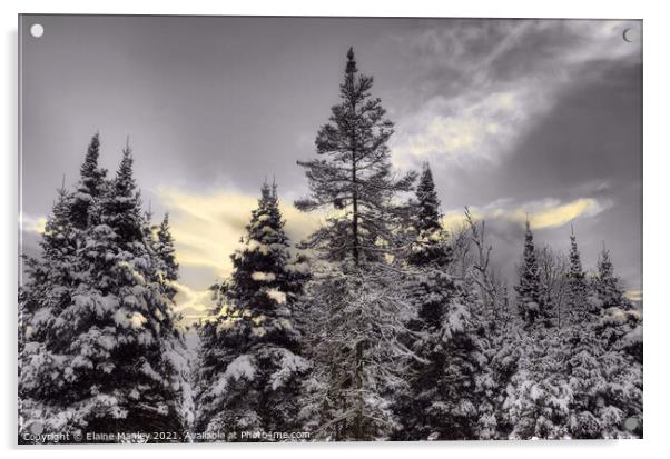 Snowy Evergreens  Acrylic by Elaine Manley