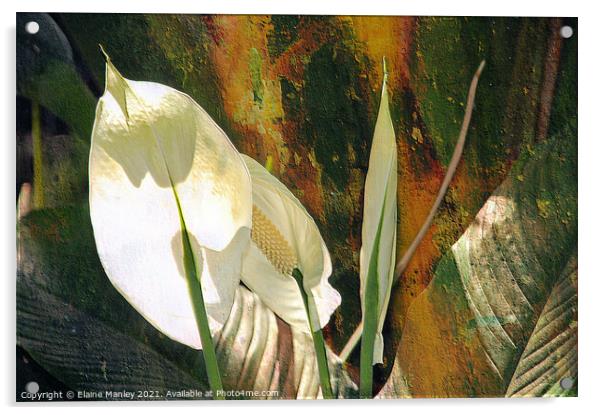 Peace Lily flower  Acrylic by Elaine Manley
