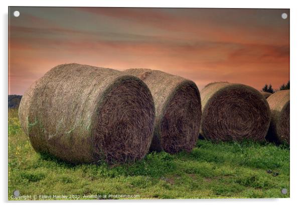 Bales of Hay  Acrylic by Elaine Manley