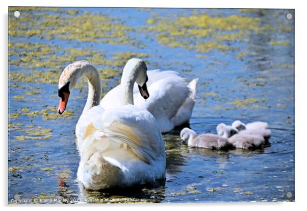 Swan and Cygnets out hunting for food  Acrylic by Elaine Manley