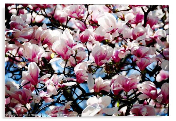 Flower  Magnolia Buds  Acrylic by Elaine Manley
