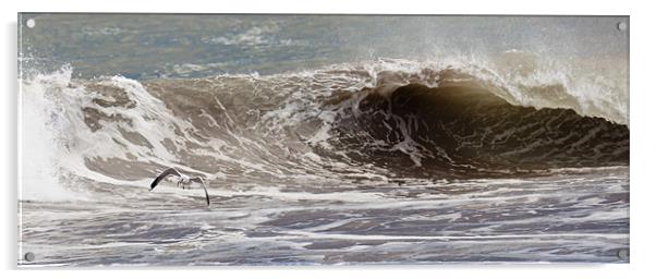 Sea Gull Catches Dinner Acrylic by Shane Murphy