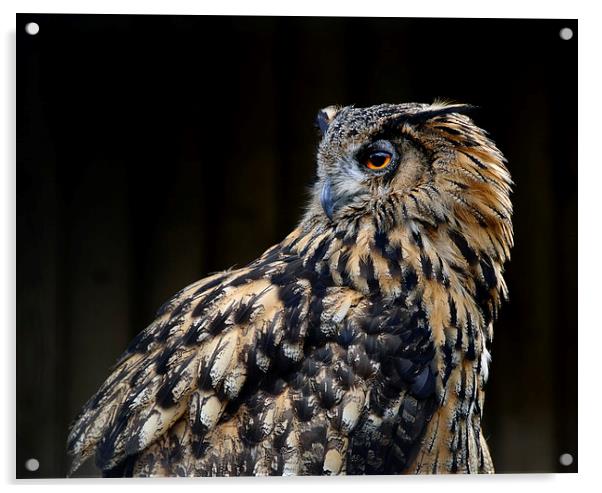 European Eagle Owl Acrylic by Greg Marshall