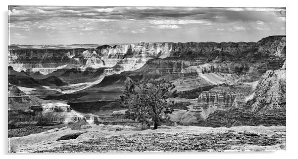 Grand Canyon lone tree Acrylic by Greg Marshall