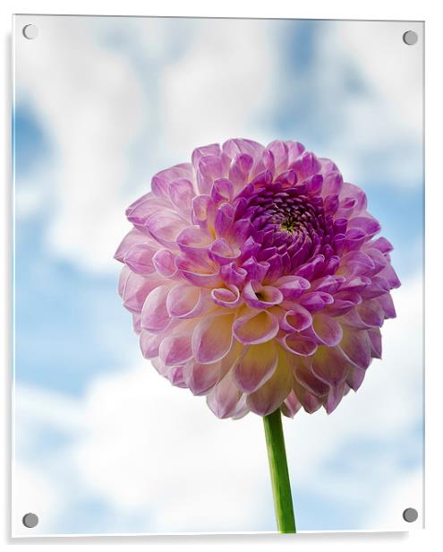  Chrysanthemum Acrylic by Greg Marshall