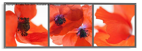 Poppies triptych (grey border) Acrylic by Cathy Pyle