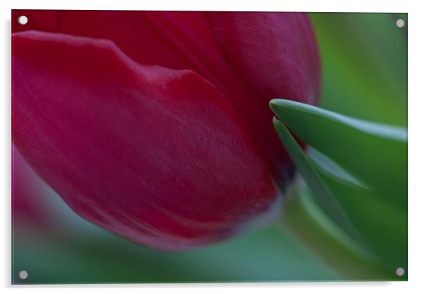 Red tulip Acrylic by Cathy Pyle