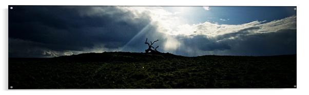 Dead tree skyline Acrylic by Kevin Dobie