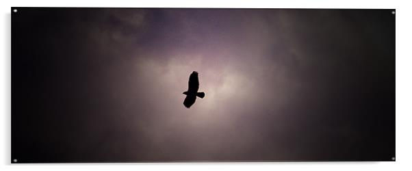 Buzzard overhead Acrylic by Kevin Dobie