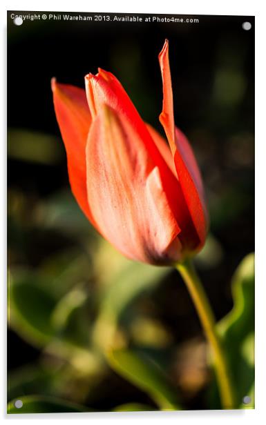 Tulip Acrylic by Phil Wareham
