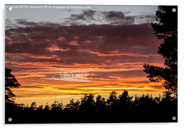 New Forest Sunset Acrylic by Phil Wareham