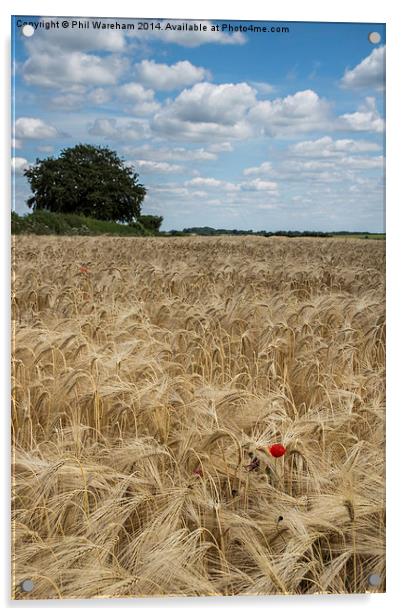 Poppy in a Cornfield Acrylic by Phil Wareham