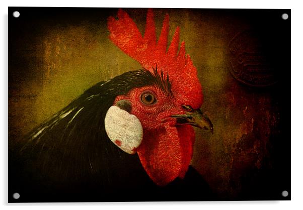 Rocky Rooster Acrylic by Clare Colins
