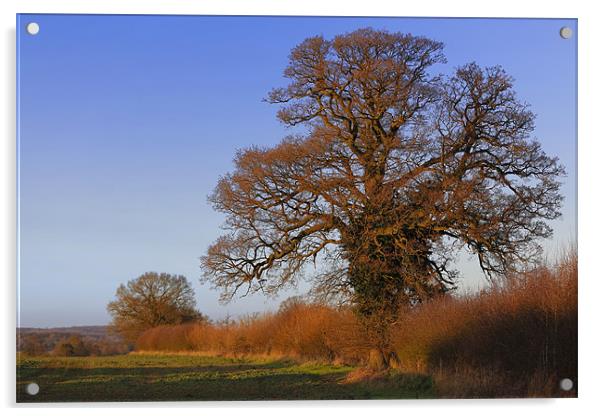 January oak sunset Acrylic by Andrew Watson