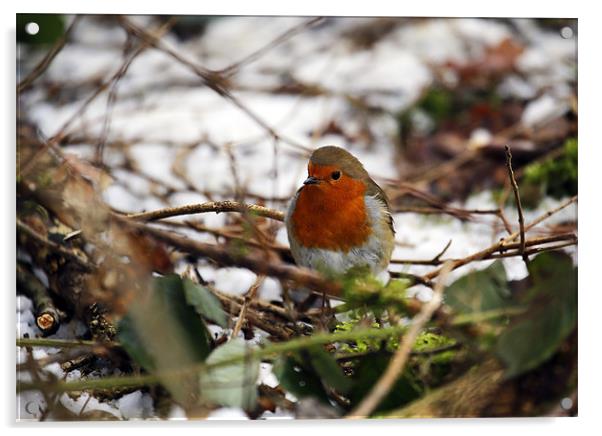 Robin in the snowy copse Acrylic by Andrew Watson