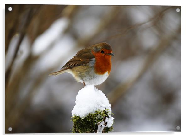 Robin on snowy stump Acrylic by Andrew Watson